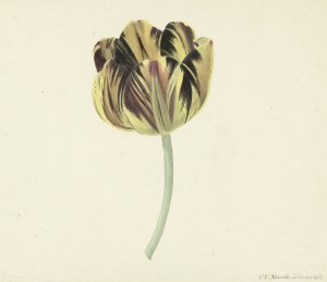 Tulp genaamd Bizard Rosette by Cornelis Van Noorde Oil Painting