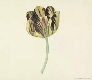 Tulp genaamd Bizard Rosette by Cornelis Van Noorde Oil Painting