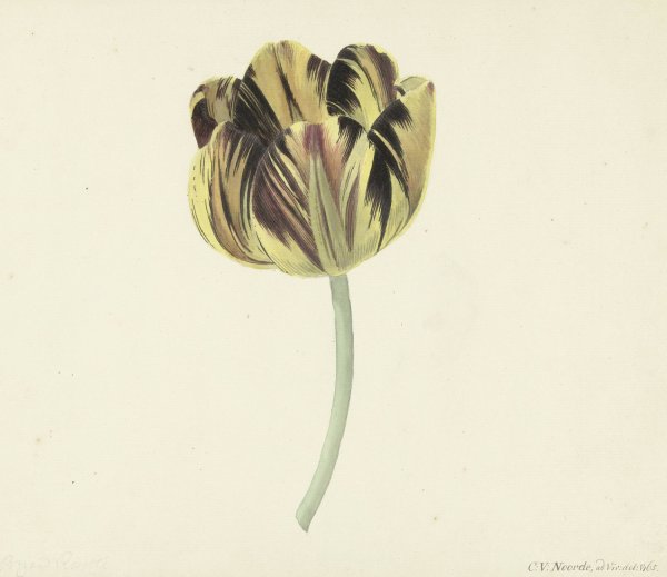Tulp genaamd Bizard Rosette  by Cornelis Van Noorde - Hand-Painted Oil Painting Reproduction