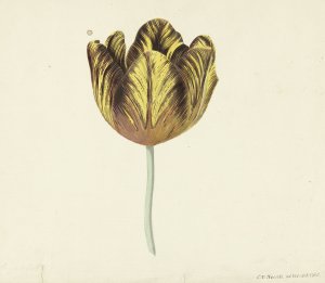 Tulp genaamd Bizard Sub. A by Cornelis Van Noorde Oil Painting