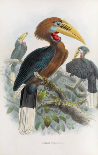 Aceros nepalensis  by Daniel Giraud Elliot - Hand-Painted Oil Painting Reproduction
