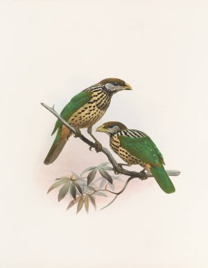 Ailuraedus buccoides by Daniel Giraud Elliot Oil Painting