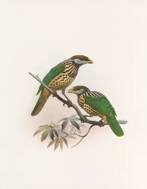 Ailuraedus buccoides by Daniel Giraud Elliot Oil Painting
