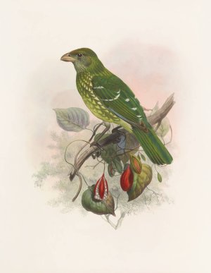 Ailuraedus crassirostris by Daniel Giraud Elliot Oil Painting