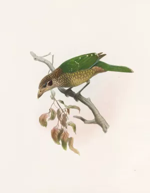 Ailuraedus melanotus by Daniel Giraud Elliot Oil Painting