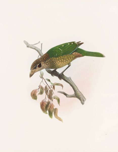 Ailuraedus melanotus  by Daniel Giraud Elliot - Hand-Painted Oil Painting Reproduction