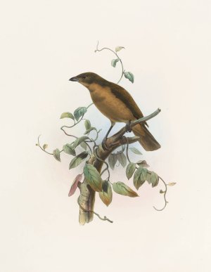Amblyornis Inornatus by Daniel Giraud Elliot Oil Painting