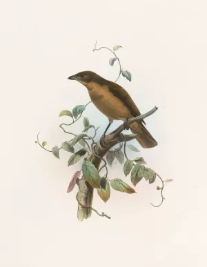 Amblyornis Inornatus by Daniel Giraud Elliot Oil Painting