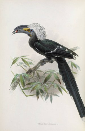 Anorrhinus albocristatus by Daniel Giraud Elliot Oil Painting
