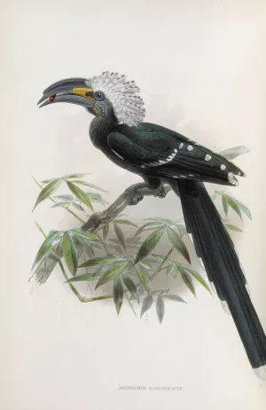 Anorrhinus albocristatus by Daniel Giraud Elliot Oil Painting