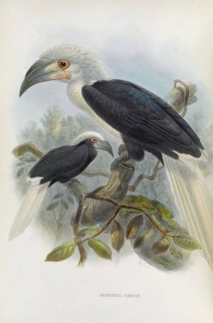 Anorrhinus comatus by Daniel Giraud Elliot Oil Painting