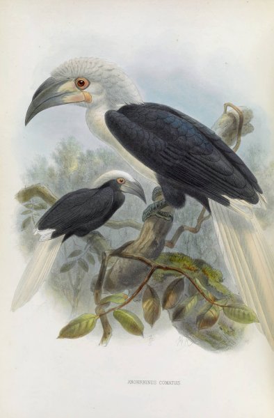 Anorrhinus comatus  by Daniel Giraud Elliot - Hand-Painted Oil Painting Reproduction