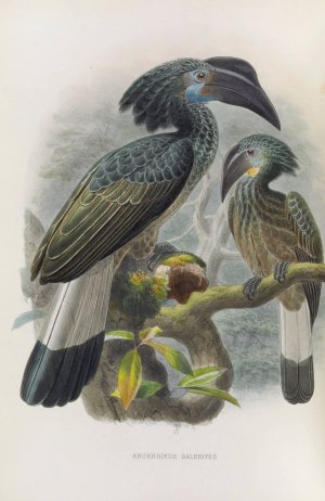 Anorrhinus galeritus by Daniel Giraud Elliot Oil Painting