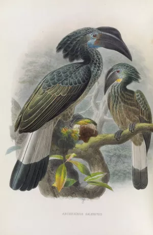 Anorrhinus galeritus by Daniel Giraud Elliot Oil Painting