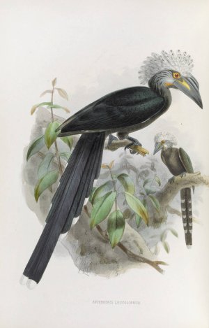 Anorrhinus leucolophus by Daniel Giraud Elliot Oil Painting