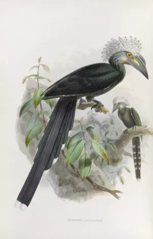 Anorrhinus leucolophus Oil painting by Daniel Giraud Elliot
