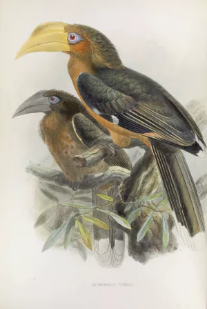 Anorrhinus tickelli by Daniel Giraud Elliot Oil Painting
