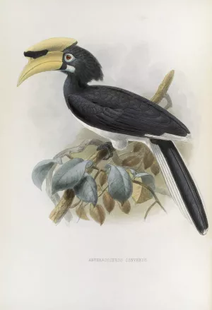Anthracoceros convexus by Daniel Giraud Elliot Oil Painting