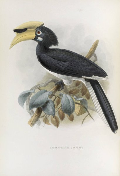 Anthracoceros convexus  by Daniel Giraud Elliot - Hand-Painted Oil Painting Reproduction
