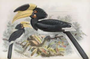Anthracoceros coronatus by Daniel Giraud Elliot Oil Painting