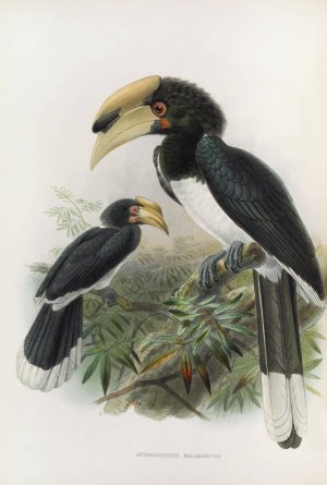 Anthracoceros malabaricus by Daniel Giraud Elliot Oil Painting