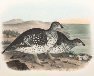 Arctic Sharp Tailed Grouse by Daniel Giraud Elliot Oil Painting