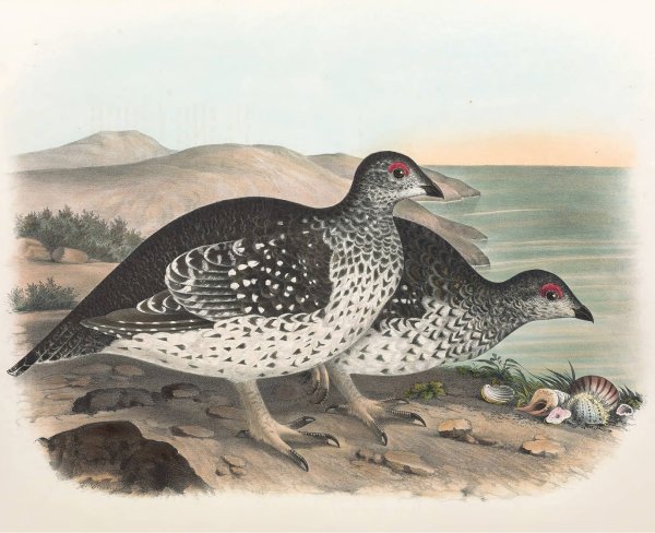 Arctic Sharp Tailed Grouse  by Daniel Giraud Elliot - Hand-Painted Oil Painting Reproduction