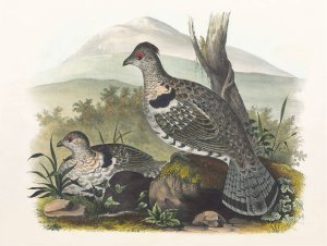 Artic Ruffed Grouse by Daniel Giraud Elliot Oil Painting
