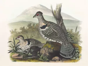 Artic Ruffed Grouse by Daniel Giraud Elliot Oil Painting