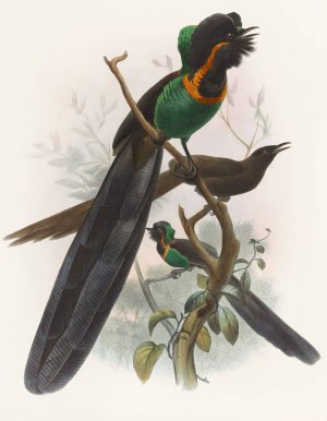 Astrapia nigra by Daniel Giraud Elliot Oil Painting