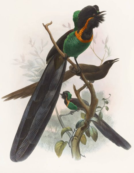 Astrapia nigra  by Daniel Giraud Elliot - Hand-Painted Oil Painting Reproduction