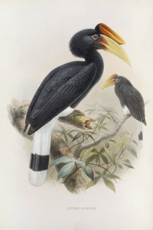 Buceros sylvestris by Daniel Giraud Elliot Oil Painting