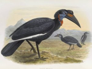 Bucorvus abyssinicus by Daniel Giraud Elliot Oil Painting