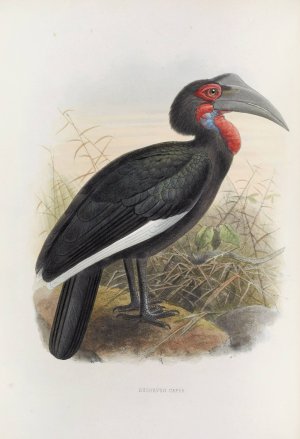 Bucorvus cafer by Daniel Giraud Elliot Oil Painting
