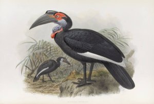 Bucorvus pyrrhops by Daniel Giraud Elliot Oil Painting