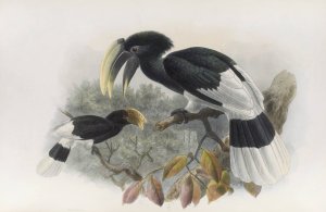 Bycanistes albotibialis by Daniel Giraud Elliot Oil Painting
