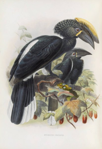 Bycanistes cristatus  by Daniel Giraud Elliot - Hand-Painted Oil Painting Reproduction