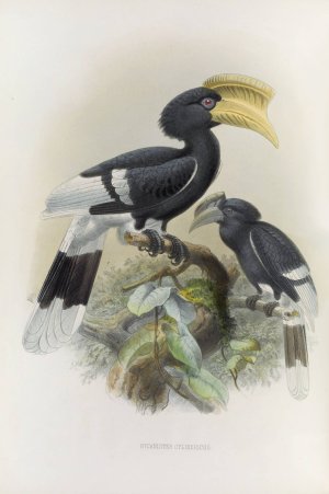 Bycanistes cylindricus by Daniel Giraud Elliot Oil Painting