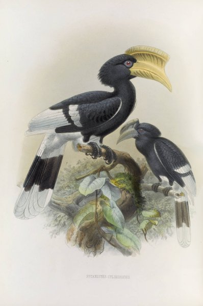 Bycanistes cylindricus  by Daniel Giraud Elliot - Hand-Painted Oil Painting Reproduction