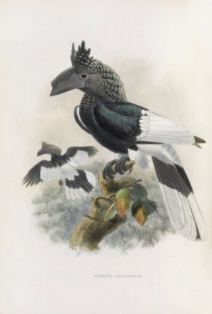 Bycanistes subcylindricus by Daniel Giraud Elliot Oil Painting