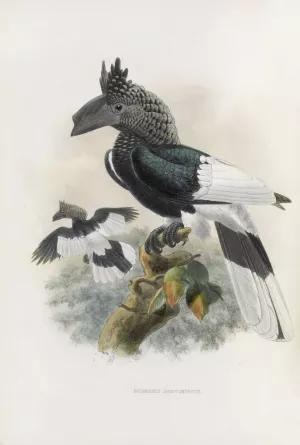 Bycanistes subcylindricus by Daniel Giraud Elliot Oil Painting