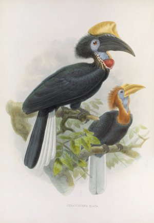Ceratogymna elata by Daniel Giraud Elliot Oil Painting