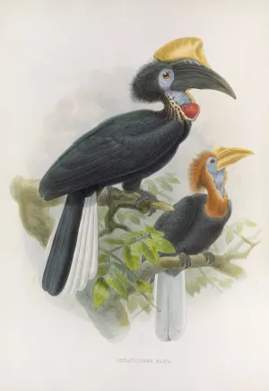 Ceratogymna elata Oil painting by Daniel Giraud Elliot
