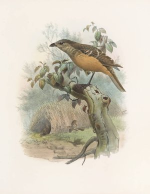Chlamydodera cervineiventris by Daniel Giraud Elliot Oil Painting