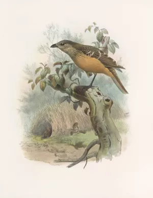 Chlamydodera cervineiventris by Daniel Giraud Elliot Oil Painting
