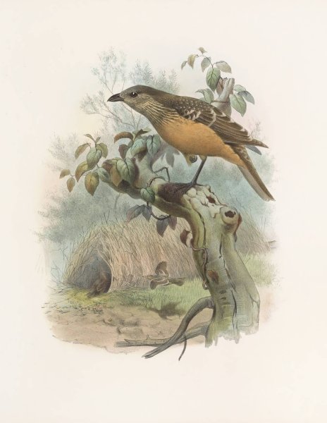 Chlamydodera cervineiventris  by Daniel Giraud Elliot - Hand-Painted Oil Painting Reproduction
