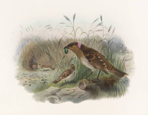 Chlamydodera maculata by Daniel Giraud Elliot Oil Painting