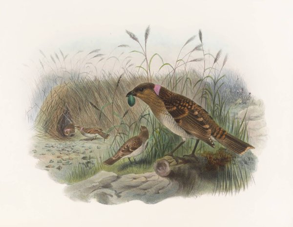 Chlamydodera  maculata  by Daniel Giraud Elliot - Hand-Painted Oil Painting Reproduction