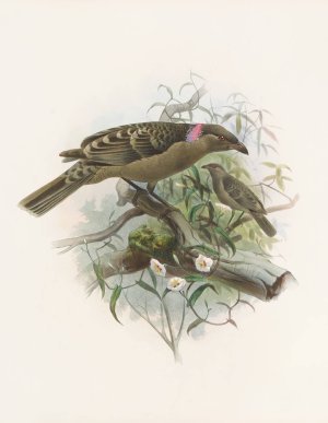 Chlamydodera nuchalis by Daniel Giraud Elliot Oil Painting