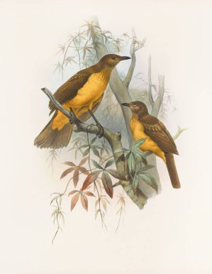 Chlamydodera xanthocastra by Daniel Giraud Elliot Oil Painting